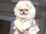 Üst Kali̇te Mi̇ni̇ Boy 1 Di̇şi̇ 1 Erkek Pomerani̇an Boo