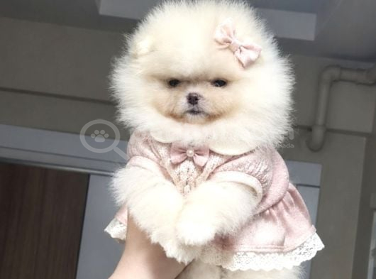 Üst Kali̇te Mi̇ni̇ Boy 1 Di̇şi̇ 1 Erkek Pomerani̇an Boo görsel