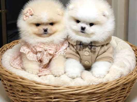 ÜST KALİTE MİNİ BOY 1 DİŞİ 1 ERKEK POMERANİAN BOO