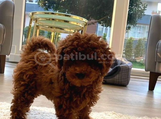 Pet Eğitimli Sağlık Garantili Safkan Poodle Bebeğim görsel