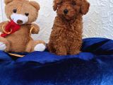 İnanilmaz Güzelli̇kte Gerçek Toy Poodle Yavrular