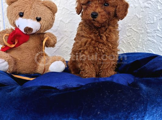 İnanilmaz Güzelli̇kte Gerçek Toy Poodle Yavrular görsel