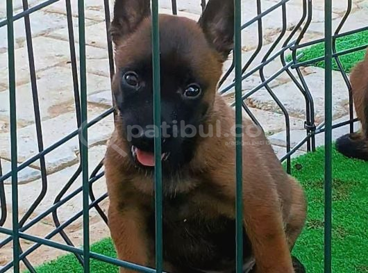 1 SINIF WORKING LINE BELGIAN MALINOIS