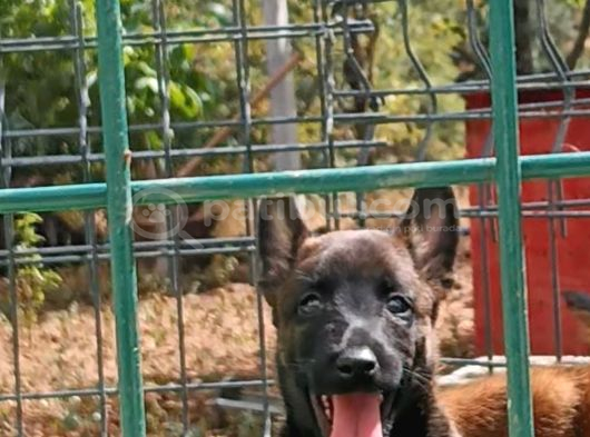 1 Sinif Working Line Belgian Malinois görsel