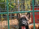 1 Sinif Working Line Belgian Malinois