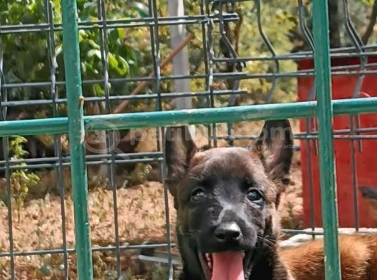1 Sinif Working Line Belgian Malinois görsel