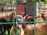 1 Sinif Working Line Belgian Malinois