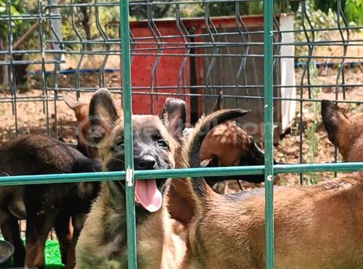 1 Sinif Working Line Belgian Malinois görsel