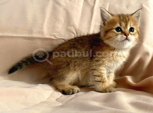A Kali̇te Bri̇ti̇sh Bebekler görsel