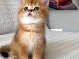 Ruhsatlı Çifrlikde Ziyarete Açık Golden British Shorthair