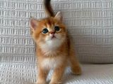 Ruhsatlı Çifrlikde Ziyarete Açık Golden British Shorthair