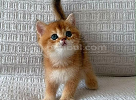 Ruhsatlı Çifrlikde Ziyarete Açık Golden British Shorthair görsel