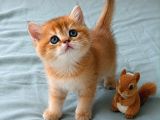 Ruhsatlı Çifrlikde Ziyarete Açık Golden British Shorthair