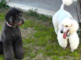 Kif Secereli Anne Ve Babadan Standart Poodle Yavruları
