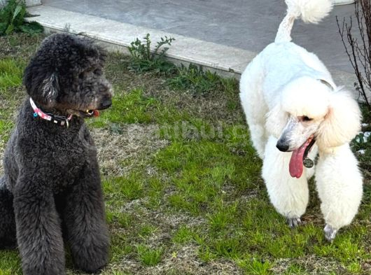 Kif Secereli Anne Ve Babadan Standart Poodle Yavruları görsel