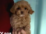 MALTİPOO CİNSİ YAVRULAR EV ÜRETİMİ