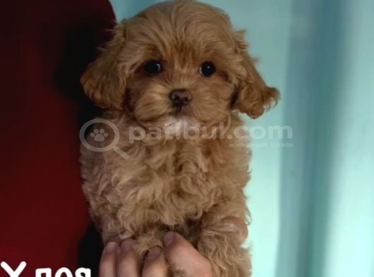 MALTİPOO CİNSİ YAVRULAR EV ÜRETİMİ