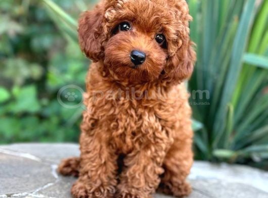TOY POODLE SEVİMLİ YAVRULAR EV ÜRETİMİ