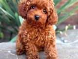 Toy Poodle Sevi̇mli̇ Yavrular Ev Üreti̇mi̇