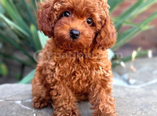 Toy Poodle Sevi̇mli̇ Yavrular Ev Üreti̇mi̇ görsel
