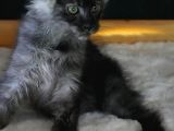 Big Claw Cattery