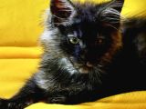 Big Claw Cattery