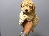 Irk Ve Sağlik Garanti̇li̇ Malti̇poo Yavrularimiz