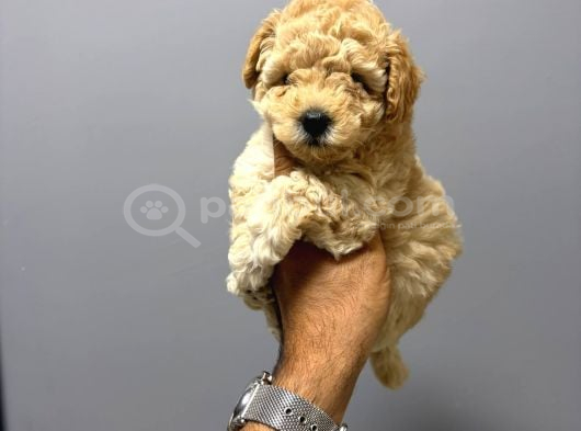 Irk Ve Sağlik Garanti̇li̇ Malti̇poo Yavrularimiz görsel
