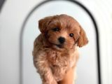 IRK VE SAĞLIK GARANTİLİ MALTİPOO YAVRULARIMIZ