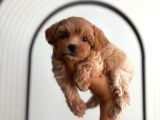 Irk Ve Sağlik Garanti̇li̇ Malti̇poo Yavrularimiz