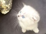 Orijinal Anne Babadan Scottis Yavrular Eskişehir Cins Kedi