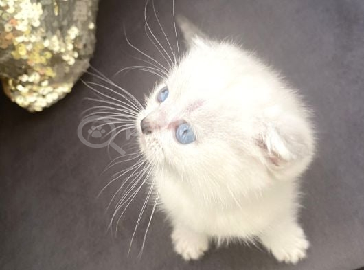 Orijinal Anne Babadan Scottis Yavrular Eskişehir Cins Kedi görsel