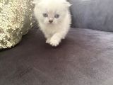 Orijinal Anne Babadan Scottis Yavrular Eskişehir Cins Kedi