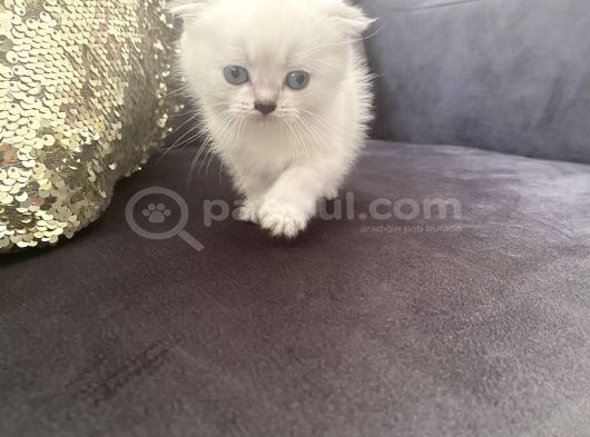 Orijinal Anne Babadan Scottis Yavrular Eskişehir Cins Kedi görsel