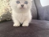 Orijinal Anne Babadan Scottis Yavrular Eskişehir Cins Kedi