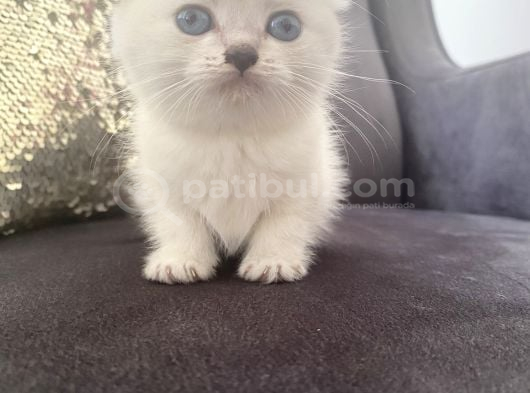 Orijinal Anne Babadan Scottis Yavrular Eskişehir Cins Kedi görsel