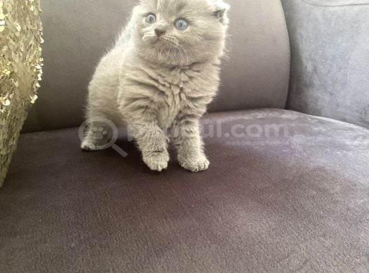 Orijinal Anne Babadan Scottis Yavrular Eskişehir Cins Kedi görsel