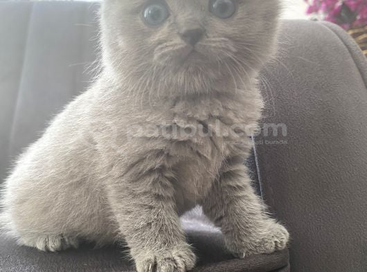 Orijinal anne babadan scottis yavrular Eskişehir Cins kedi