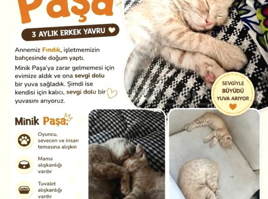 3 Aylık Yavrumuzu Sahiplendiriyoruz görsel