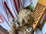 Dünya Tatlısı Apricot Toy Poodle