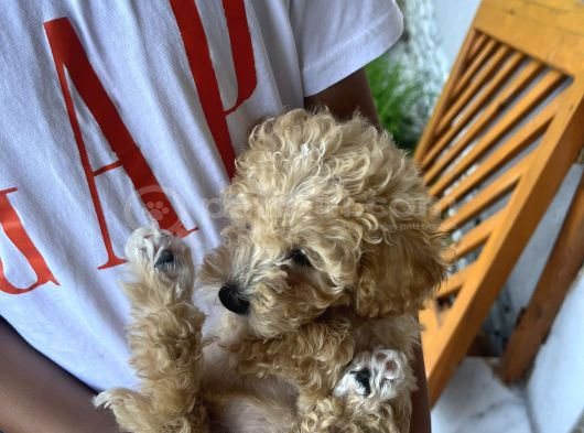 Dünya Tatlısı Apricot Toy Poodle görsel