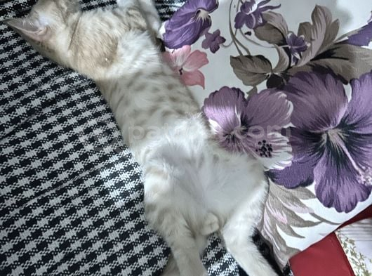 3 Aylık Yavrumuzu Sahiplendiriyoruz görsel