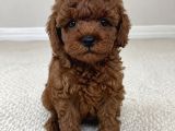 GARANTİLİ POODLE YAVRULARI - Ruhsatlı Toy Poodle Evi