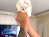 Teacup 2 Ayicik Ve Mi̇kro Boy Prenses