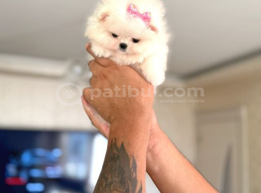 Teacup 2 Ayicik Ve Mi̇kro Boy Prenses görsel