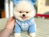 Teacup 2 Ayicik Ve Mi̇kro Boy Prenses