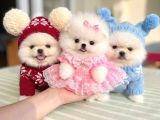 TEACUP 2 AYICIK ve MİKRO BOY PRENSES