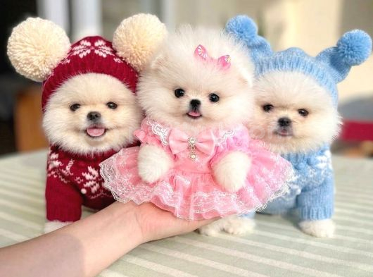 TEACUP 2 AYICIK ve MİKRO BOY PRENSES