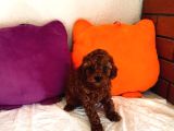 Toy Poodle Kore Aşılı Ev Ortamında