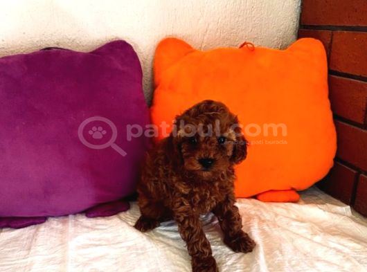 Toy Poodle Kore Aşılı Ev Ortamında